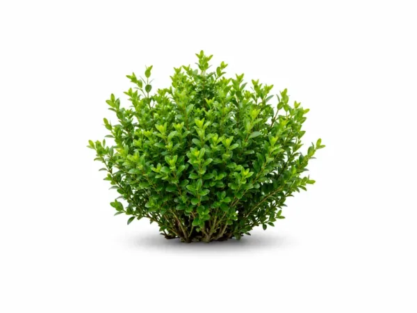 Struiken en plantenresten voor de groenafvalcontainer